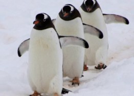 Three penguins in a line
