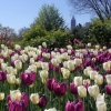 Field of flowers