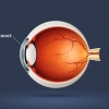 Cross section of an eyeball