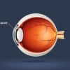 Cross section of an eyeball