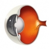 Cross section of the eyeball