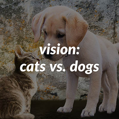 Are Dogs and Cats Colorblind?