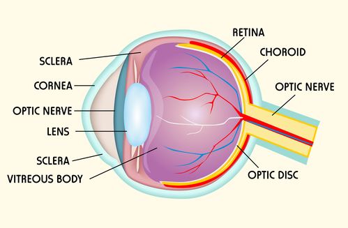 Cross-section of the eyeball